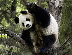 An adult panda can weigh about 100-150kg and grow up to 150cm.
© WWF-CANON / Bernard De Wetter
© WWF-CANON / Bernard De Wetter