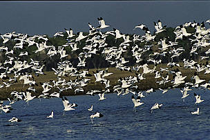 Water birds in the Yangtze River basin.
© Yifei Zhang/WWF China
© Yifei Zhang/WWF China