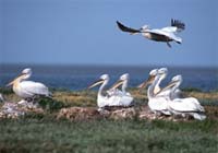 Dalmatian pelican (Pelecanus crispus), Turkey.
© WWF / Michel Gunther
© WWF / Michel Gunther