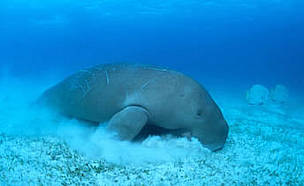 A dugong grazing on sea grass. Indo-Pacific Ocean.
© WWF / Jürgen Freund
© WWF / Jürgen Freund