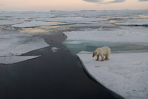 Polar bear (Ursus maritimus)
© Steve Morello / WWF
© Steve Morello / WWF