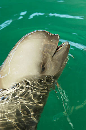 Finless or Yangtze river porpoise (Neophocaena phocaenoides); Hubei Province, China
© Michel Gunther/WWF
© Michel Gunther/WWF