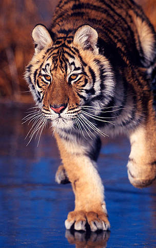 Amur tiger on iced lake.
© Klein Hubert/WWF
© Klein Hubert/WWF