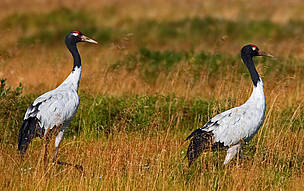 Black-necked crane
© WWF / Zhang Yifei
© WWF / Zhang Yifei